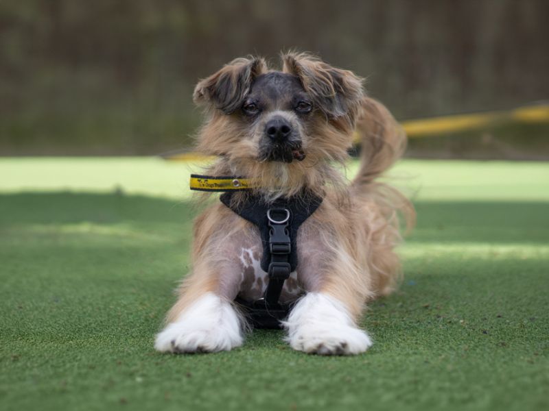 undefined | Lhasa Apso | undefined - 2