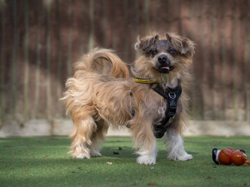 undefined | Lhasa Apso | undefined - 3