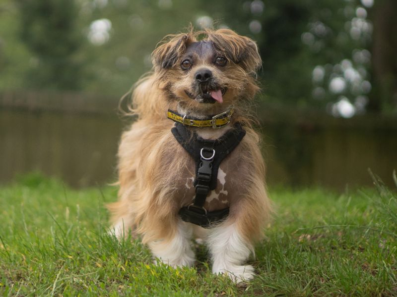 Dennis | Lhasa Apso | Kenilworth (West Midlands) - 3