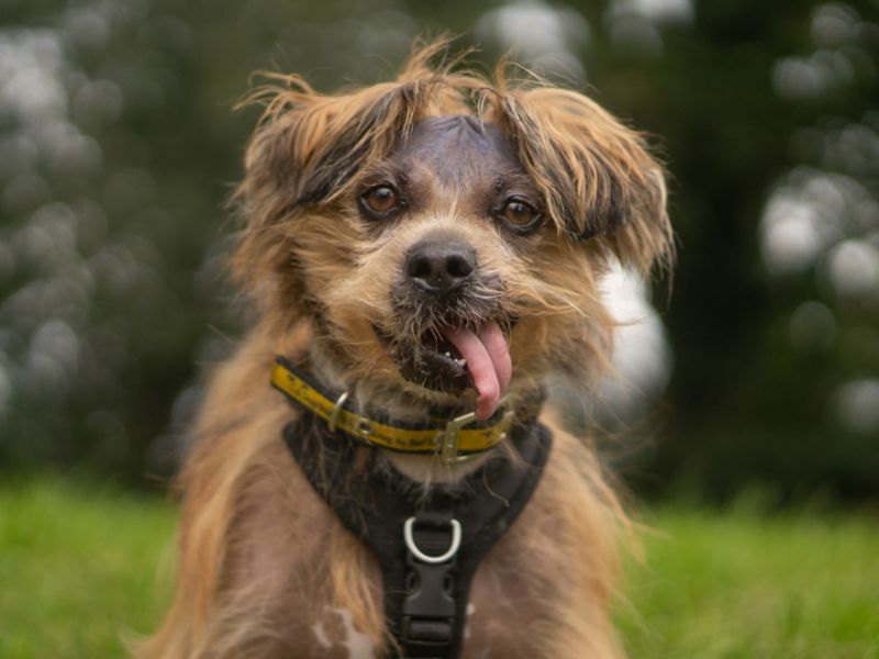 Dennis | Lhasa Apso | Kenilworth (West Midlands) - 6