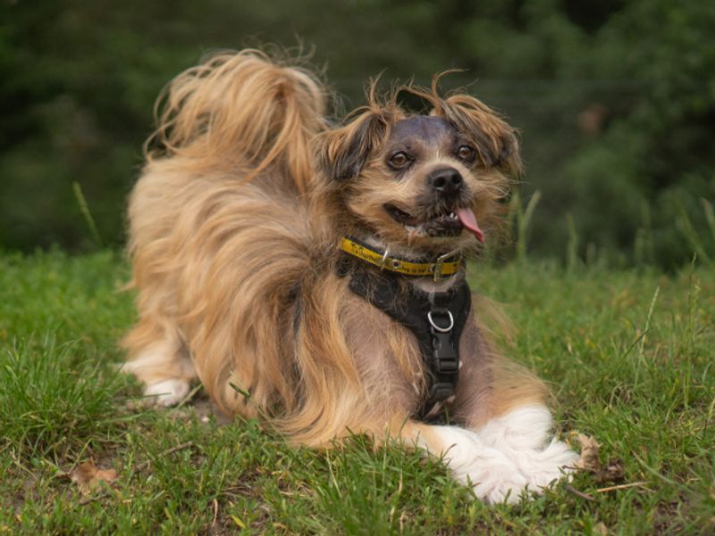 Dennis | Lhasa Apso | Kenilworth (West Midlands) - 7