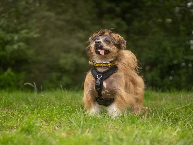 Dennis | Lhasa Apso | Kenilworth (West Midlands) - 2