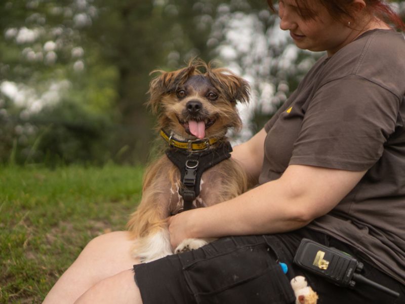 Dennis | Lhasa Apso | Kenilworth (West Midlands) - 8