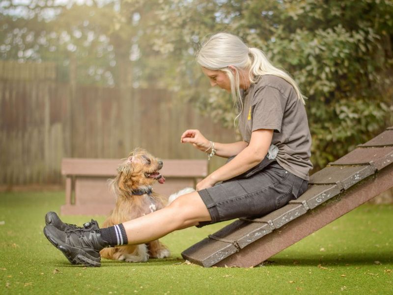 Dennis | Lhasa Apso | Kenilworth (West Midlands) - 7