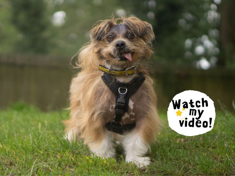 Dennis | Lhasa Apso | Kenilworth (West Midlands) - 3