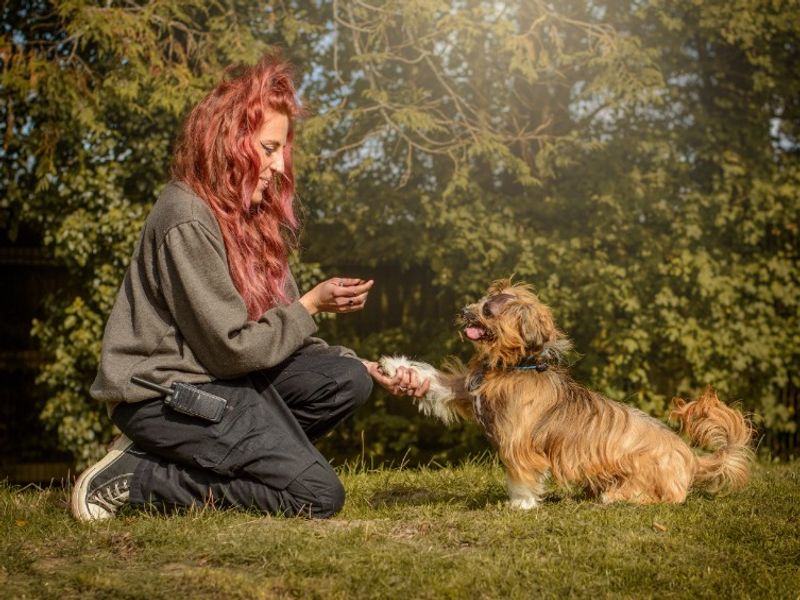 Dennis | Lhasa Apso | Kenilworth (West Midlands) - 6