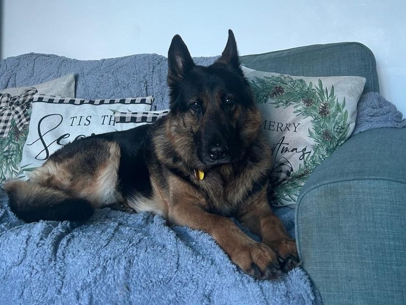 German Shepherd for adoption in Kenilworth, Warks – 10 years old