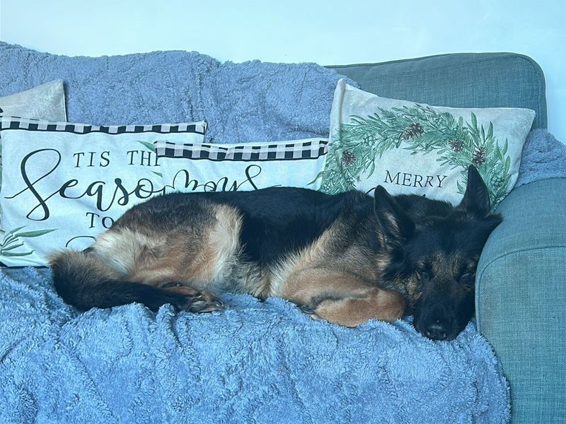 German Shepherd for adoption in Kenilworth, Warwickshire – 10 years old - Image 2 of 3