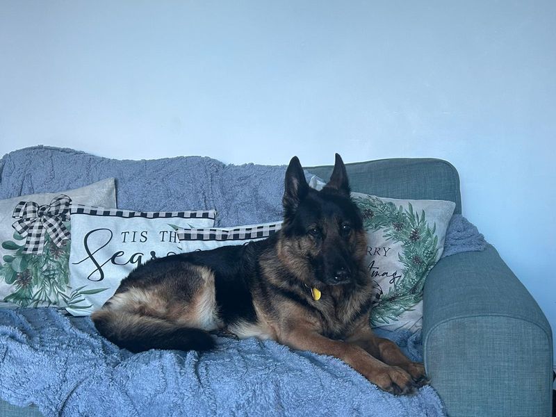 German Shepherd for adoption in Kenilworth, Warwickshire – 10 years old - Image 3 of 3