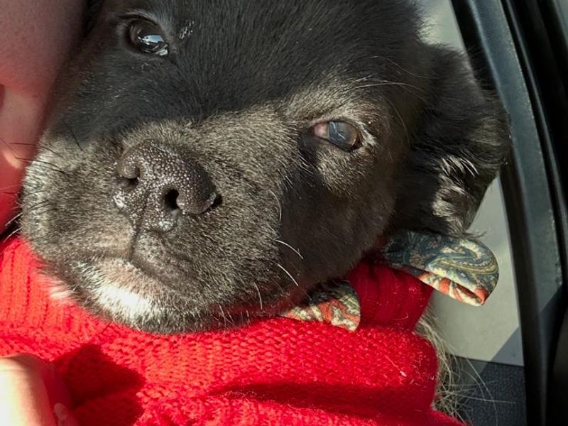 Staffordshire Bull Terrier for adoption in Wales, Somerset – 3 months old - Image 2 of 2