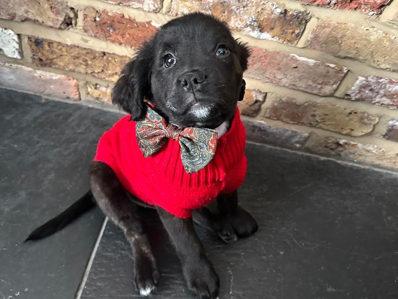 Cocker Spaniel for adoption in Mid Glamorgan, Wales – 12 weeks old