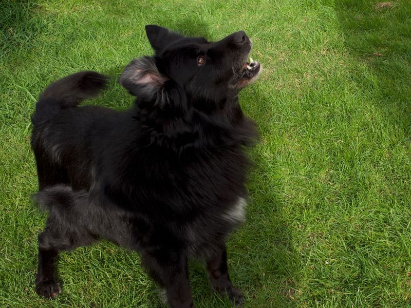 Max | Collie (Border) Cross | Merseyside (Liverpool) - 1