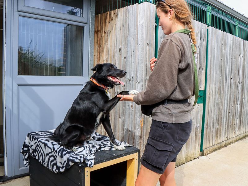 Monty | Collie (Border) Cross | Evesham (Worcestershire) - 2