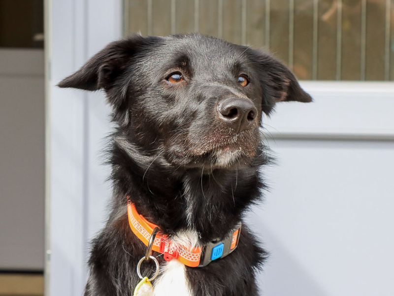Monty | Collie (Border) Cross | Evesham (Worcestershire) - 3