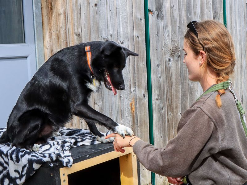 Monty | Collie (Border) Cross | Evesham (Worcestershire) - 4