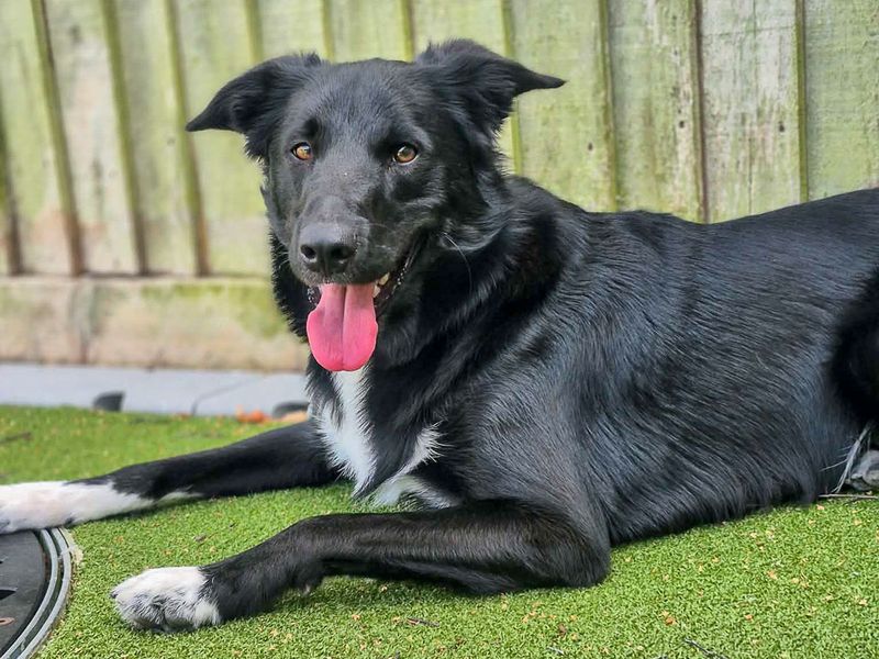 Monty | Collie (Border) Cross | Evesham (Worcestershire) - 1