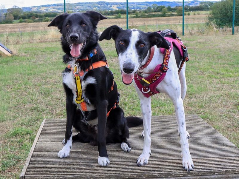 Monty | Collie (Border) Cross | Evesham (Worcestershire) - 2