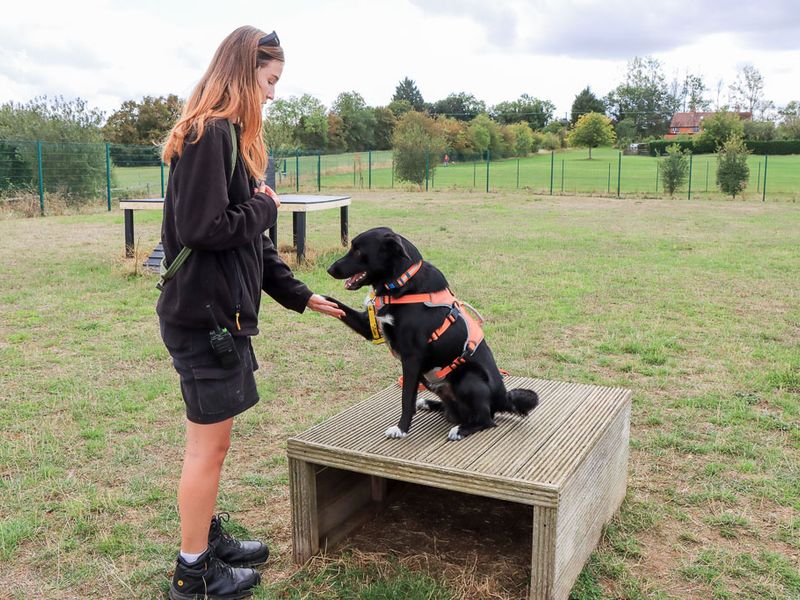 Monty | Collie (Border) Cross | Evesham (Worcestershire) - 3