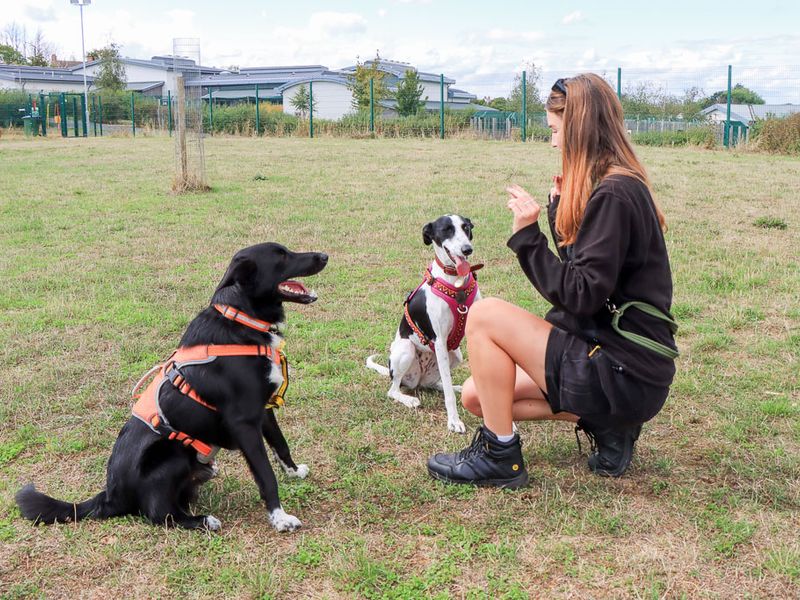 Monty | Collie (Border) Cross | Evesham (Worcestershire) - 5