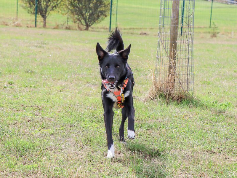 Monty | Collie (Border) Cross | Evesham (Worcestershire) - 6