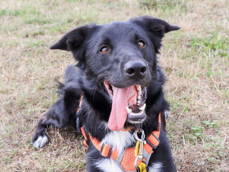 Monty | Collie (Border) Cross | Evesham (Worcestershire) - 1