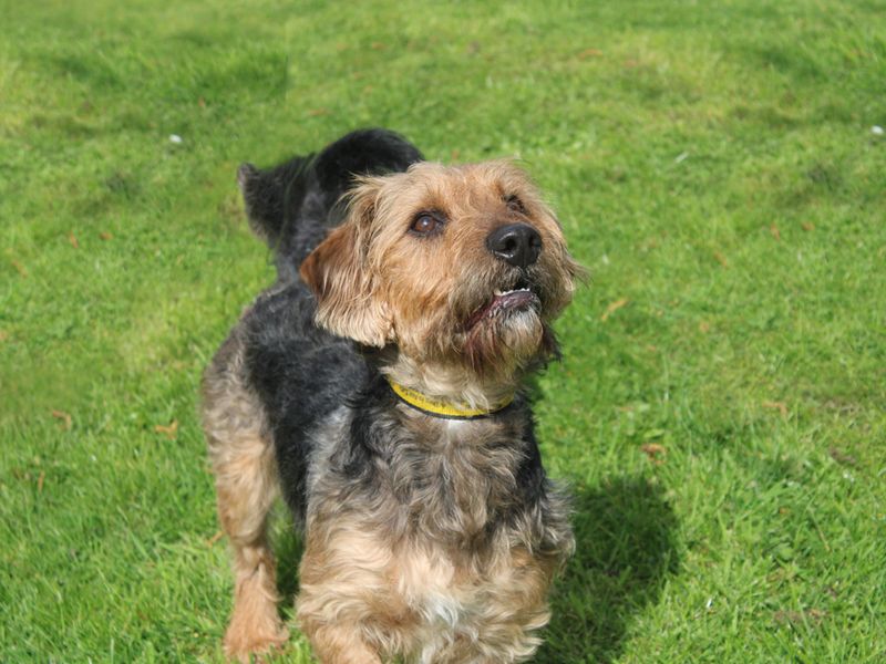 Finley | Terrier (Jack Russell) Cross | Merseyside (Liverpool) - 1