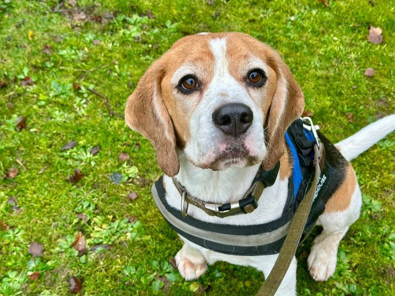 Beagle for adoption in Chestfield, Kent – 6 years old - Image 4 of 4