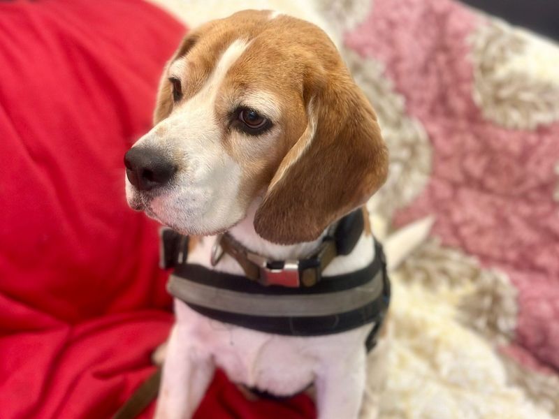 Beagle for adoption in Chestfield, Kent – 6 years old - Image 3 of 4