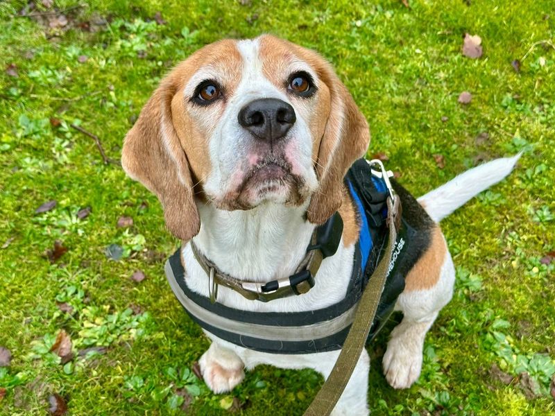 Beagle for adoption in Chestfield, Kent – 6 years old - Image 2 of 4