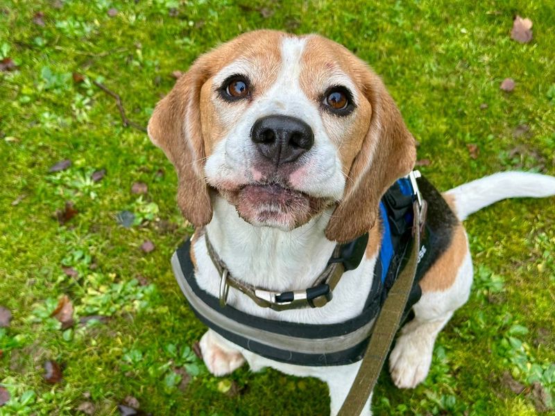 Bernie | Beagle | Canterbury - 1