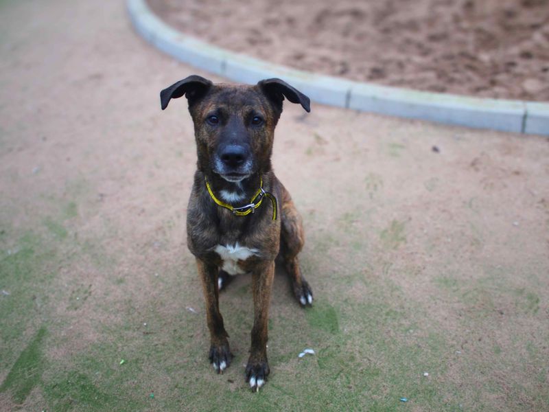 Loki, a 4 years old male Unknown available for adoption from Dogs Trust in Manchester, Greater Manchester