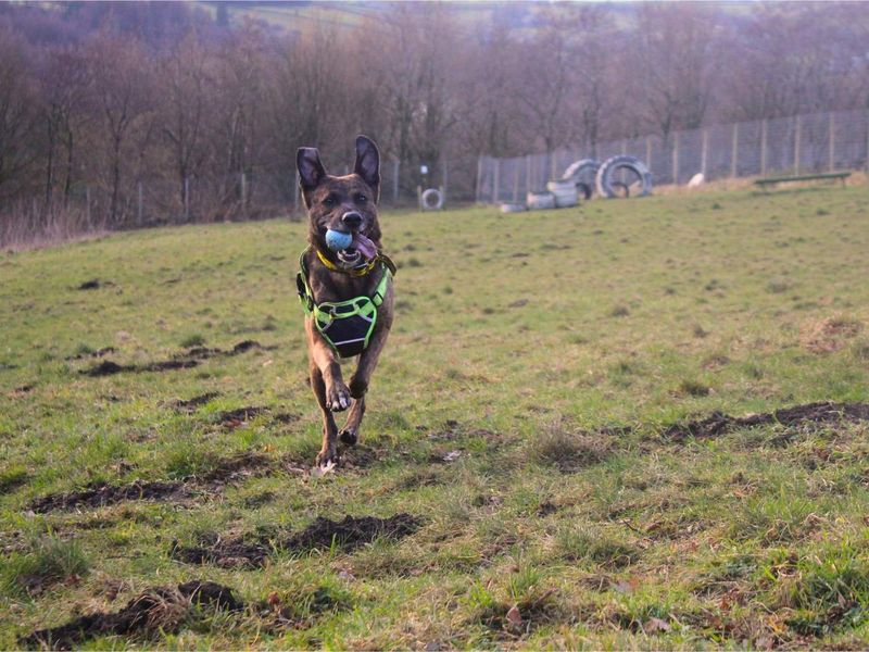 Loki, a 4 years old male Belgian Shepherd available for adoption from Dogs Trust in Manchester, Greater Manchester