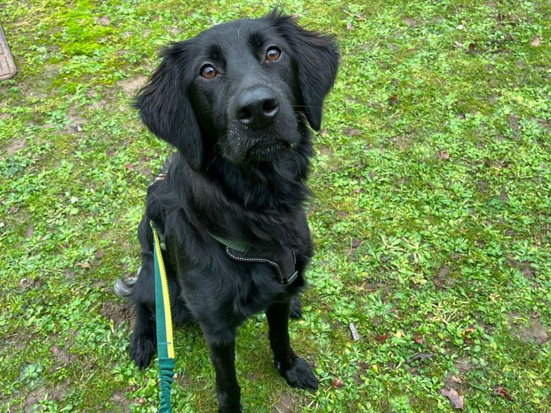 Dolly, a Unknown old female German Shepherd available for adoption from Dogs Trust in Canterbury, Kent