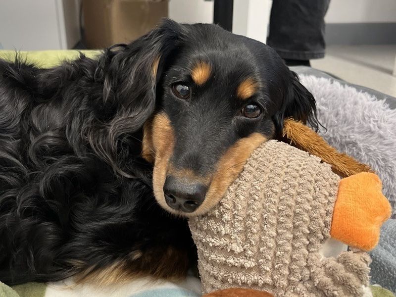 Doris | Dachshund (Long Haired) | Ballymena (Northern Ireland) - 1