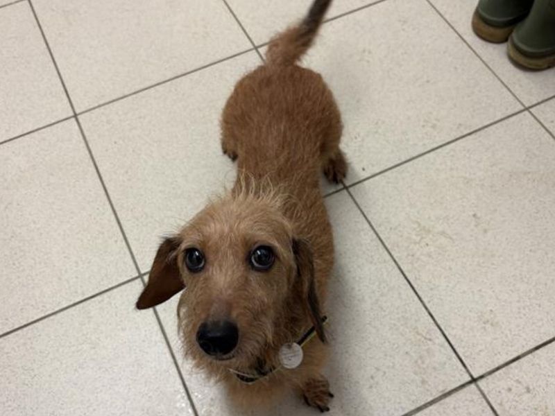 Dachshund for adoption in Snetterton, Norfolk – 4 years old - Image 2 of 2