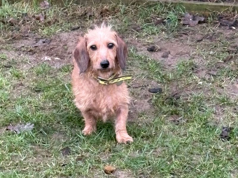 Dachshund Dogs And Puppies For Adoption