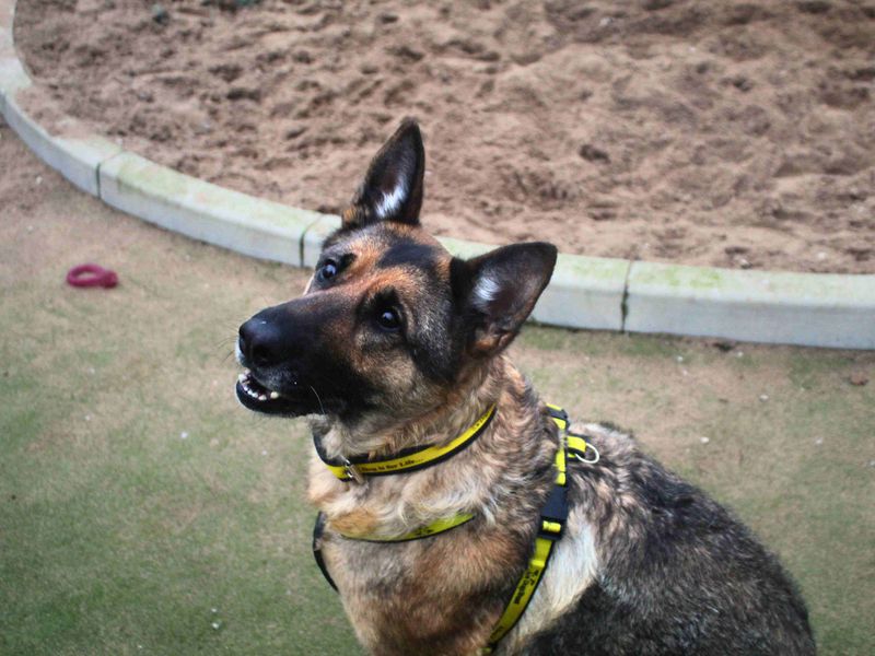 Bella - Image 2 of 6