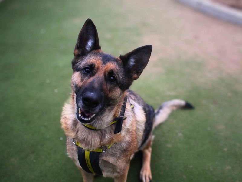 Bella - Image 3 of 6