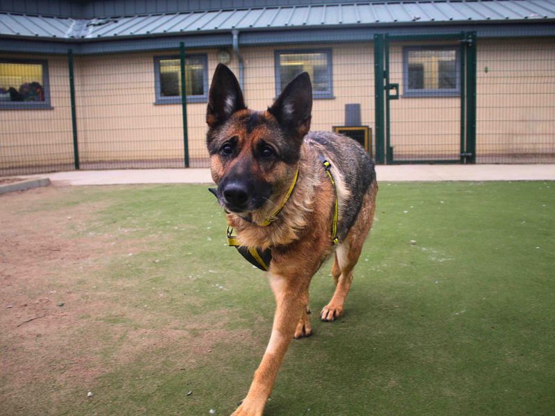 Bella - Image 5 of 6