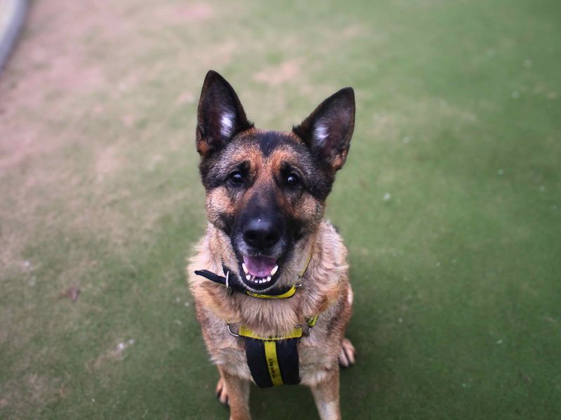 German Shepherd for adoption in Manchester, Greater Manchester – 6 years old
