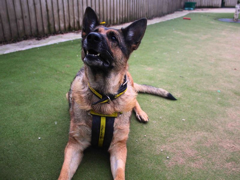 Bella - Image 4 of 6