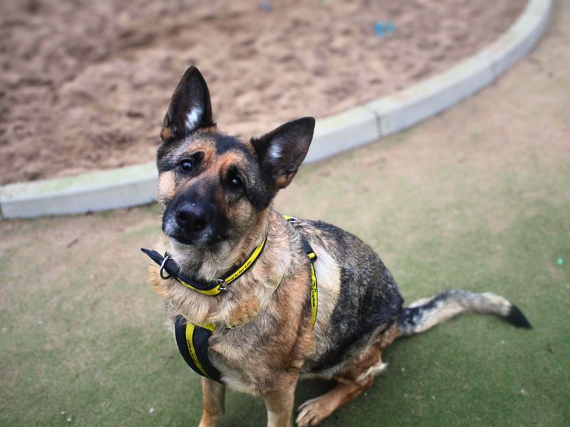 Bella - Image 6 of 6