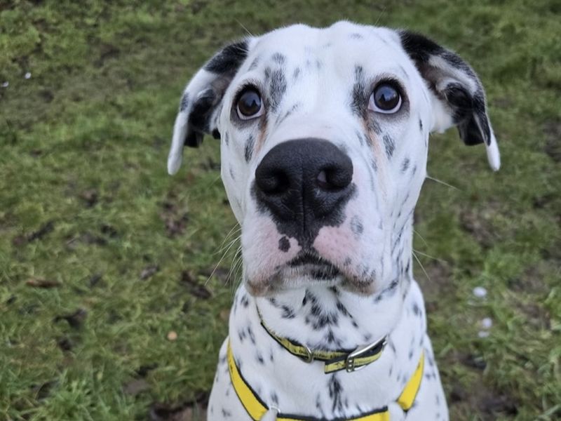 Bryan, a Unknown old male Dalmatian x Boxer available for adoption from Dogs Trust in Shrewsbury, Shropshire