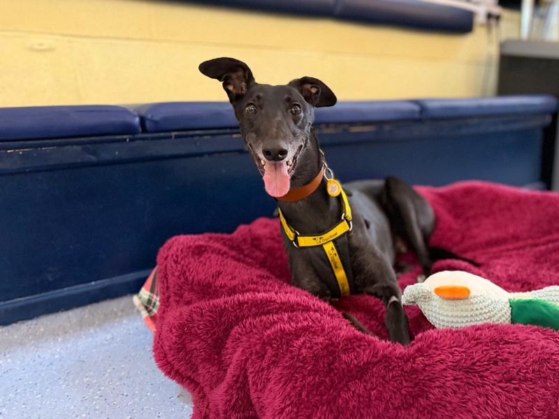 Lavender Longlegs - Image 7 of 7