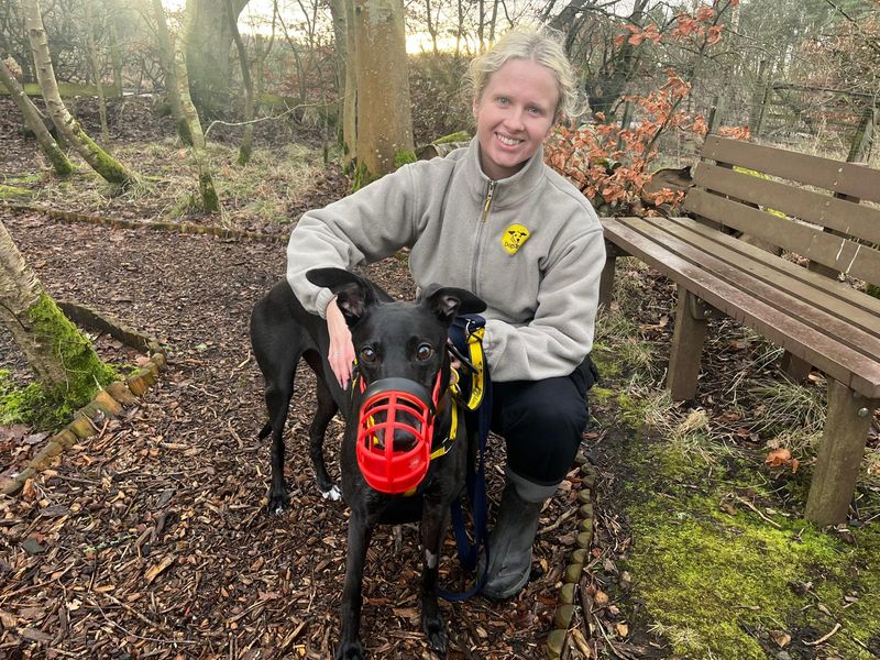 Lavender Longlegs - Image 5 of 7