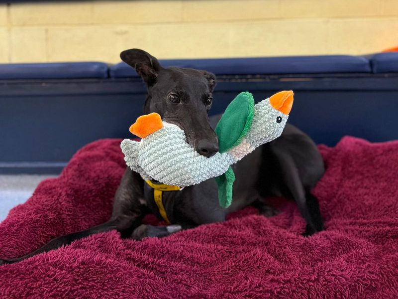 Lavender Longlegs - Image 6 of 7