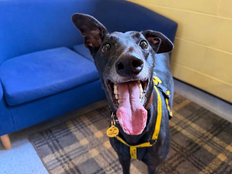 Greyhound for adoption in West Calder, West Lothian – 3 years old