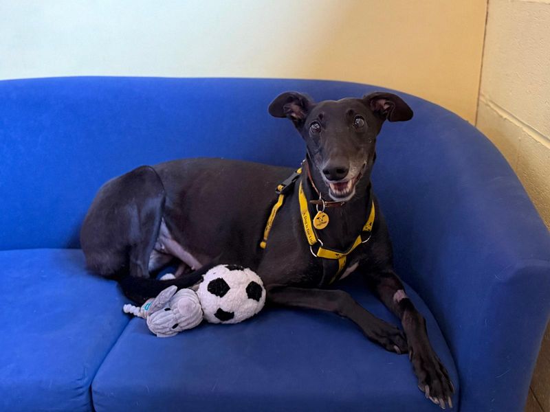 Lavender Longlegs - Image 3 of 7