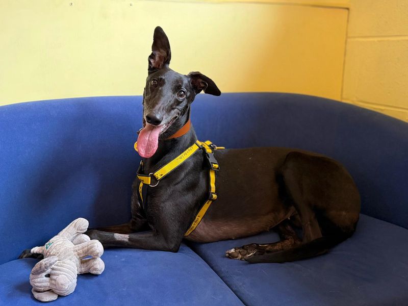 Lavender Longlegs, a 4 years old female Unknown available for adoption from Dogs Trust in Dundee, Scotland