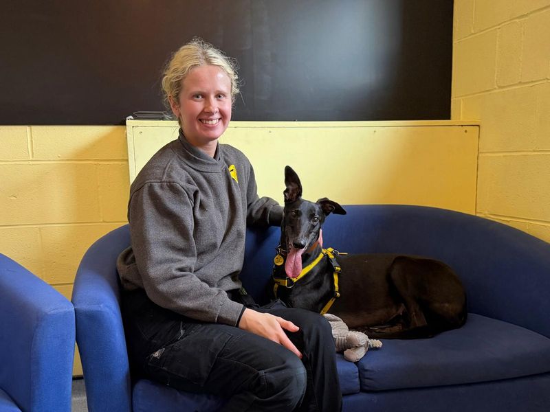 Lavender Longlegs - Image 4 of 7